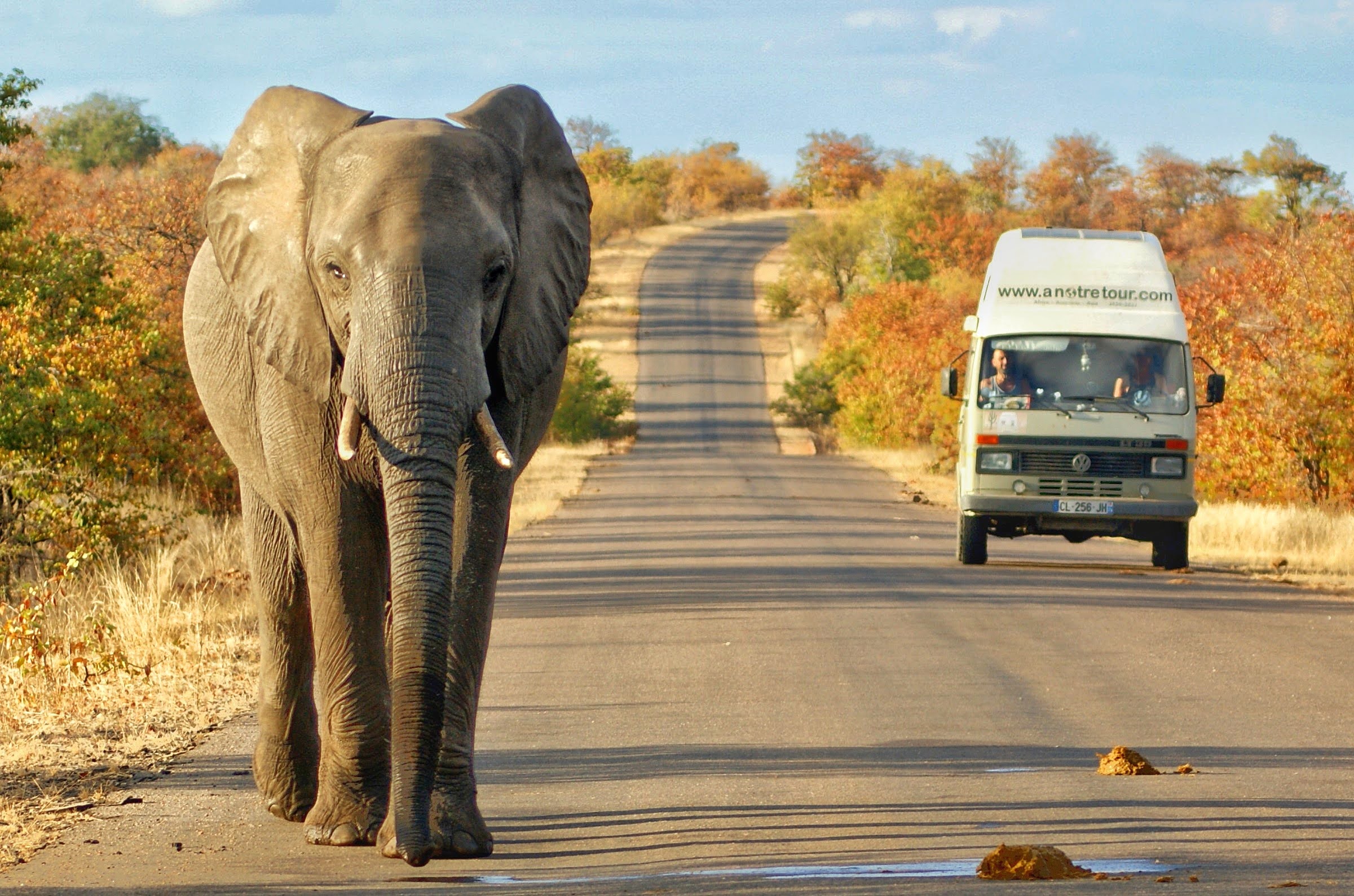 Éléphant et Oscar sur une piste du Kruger